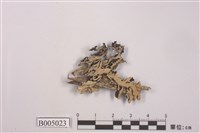 藏品(袋梅衣屬)的圖片